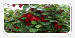 Schizandra